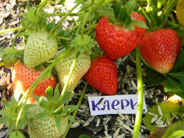 Early strawberries: the best varieties