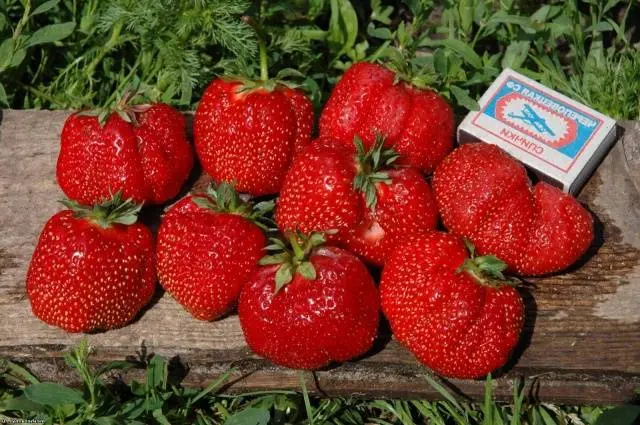 Early strawberries: the best varieties