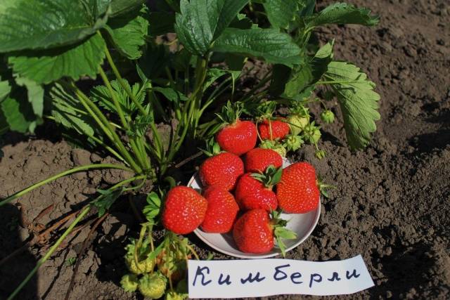 Early strawberries: the best varieties