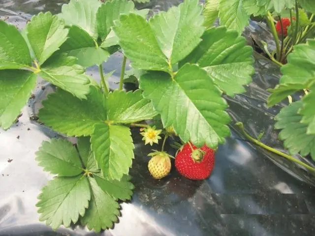 Early strawberries: the best varieties