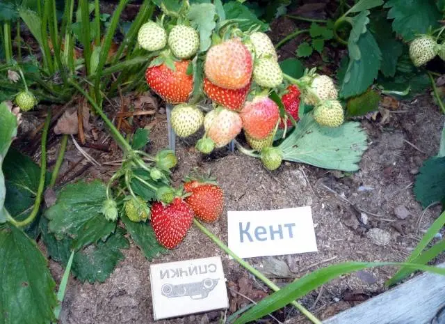 Early strawberries: the best varieties