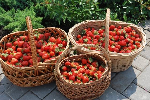 Early strawberries: the best varieties