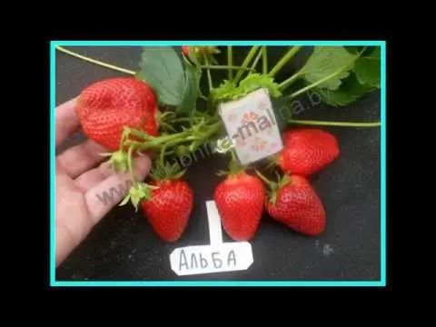 Early strawberries: the best varieties