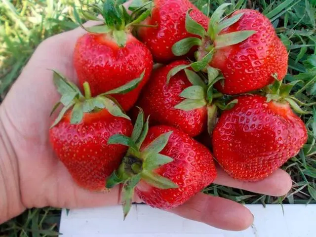 Early strawberries: the best varieties