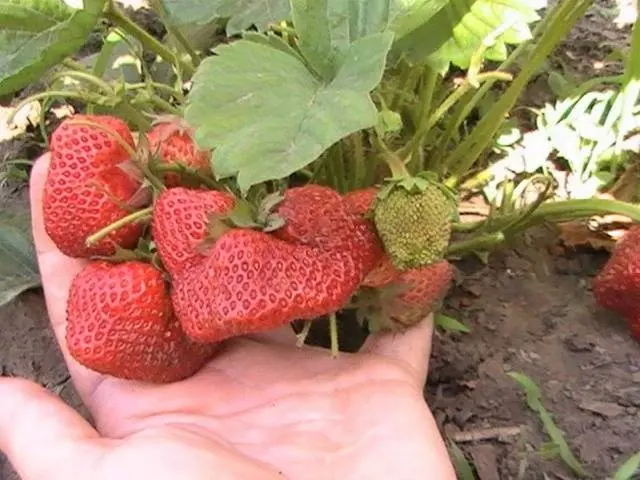 Early strawberries: the best varieties