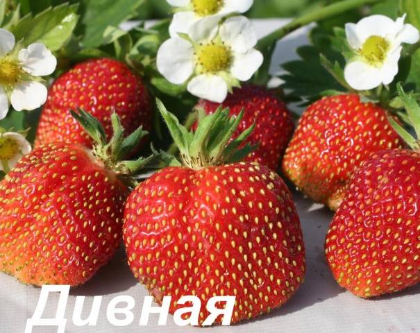 Early strawberries: the best varieties