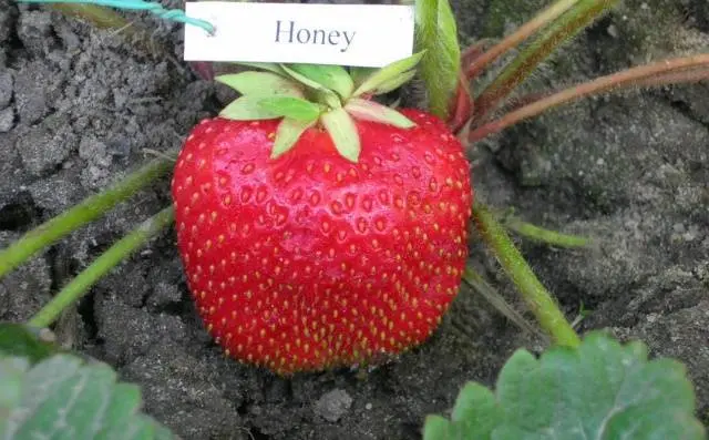 Early strawberries: the best varieties