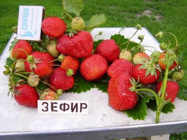 Early strawberries: the best varieties