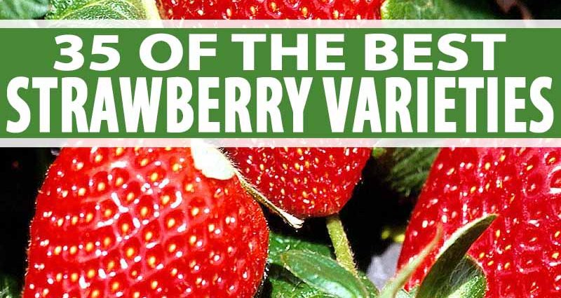 Early strawberries: the best varieties