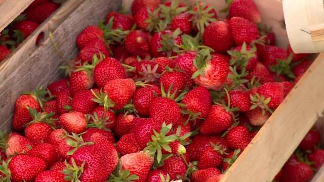 Early strawberries: the best varieties