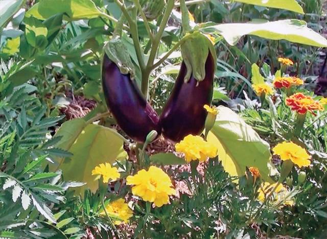 Early varieties and hybrids of eggplant for the Moscow region