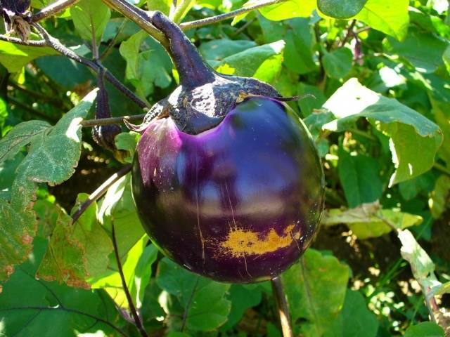 Early varieties and hybrids of eggplant for the Moscow region