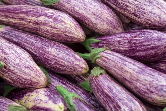 Early varieties and hybrids of eggplant for the Moscow region