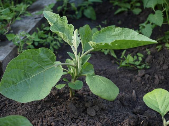 Early varieties and hybrids of eggplant for the Moscow region