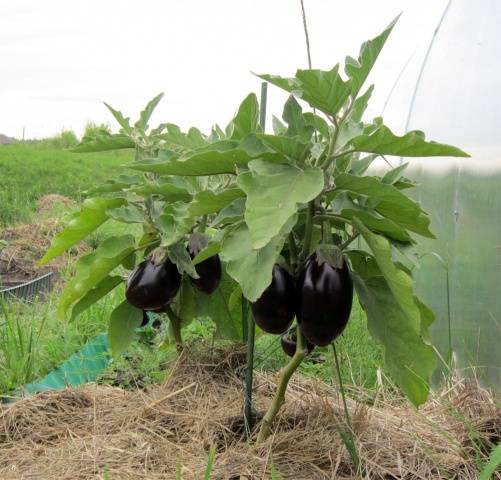 Early varieties and hybrids of eggplant for the Moscow region