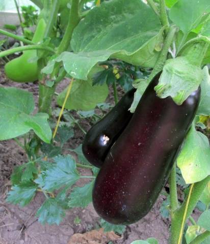 Early varieties and hybrids of eggplant for the Moscow region