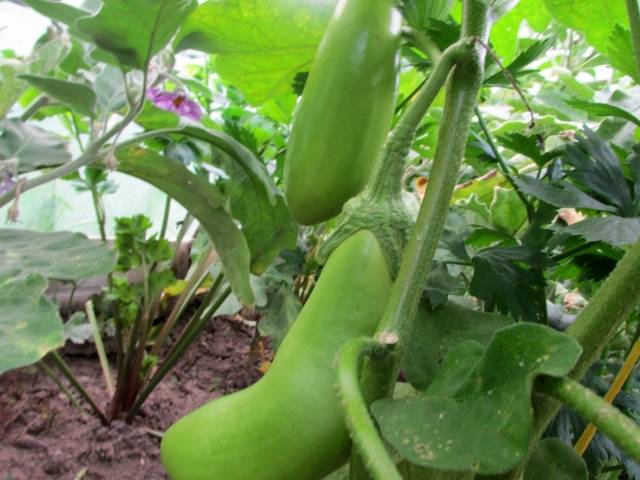 Early varieties and hybrids of eggplant for the Moscow region