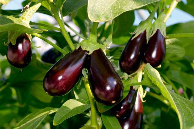 Early varieties and hybrids of eggplant for the Moscow region