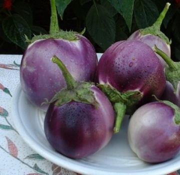 Early varieties and hybrids of eggplant for the Moscow region