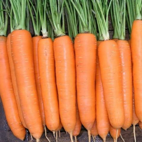 Early varieties of carrots of the Dutch selection