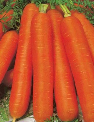 Early varieties of carrots of the Dutch selection