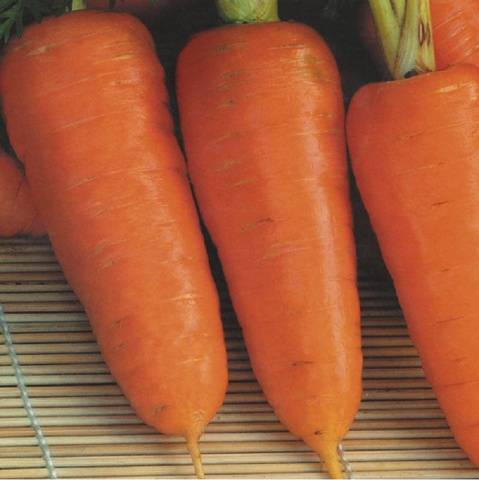 Early varieties of carrots of the Dutch selection