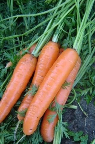 Early varieties of carrots of the Dutch selection