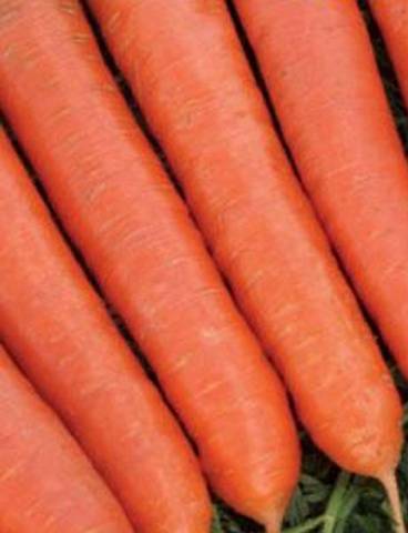 Early varieties of carrots of the Dutch selection