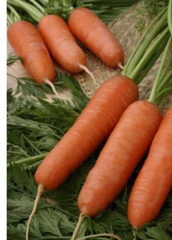 Early varieties of carrots of the Dutch selection