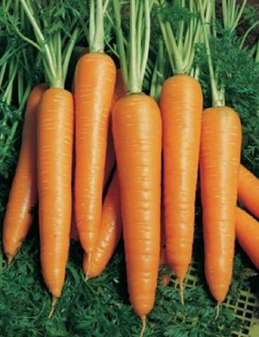 Early varieties of carrots of the Dutch selection