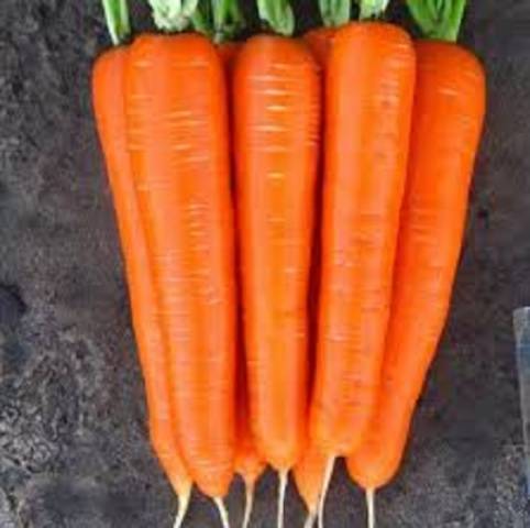 Early varieties of carrots of the Dutch selection