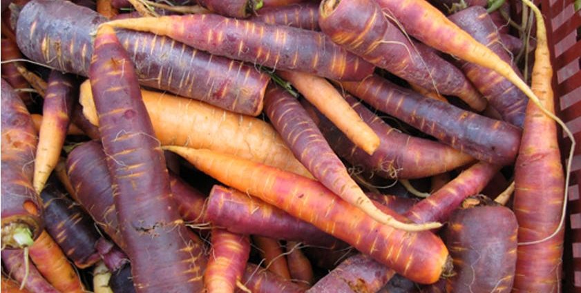 Early varieties of carrots of the Dutch selection