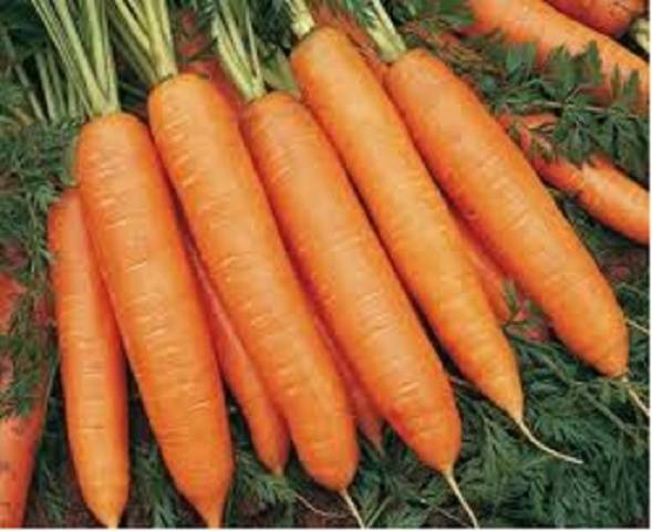 Early varieties of carrots of the Dutch selection