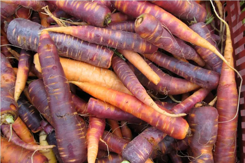 Early varieties of carrots of the Dutch selection