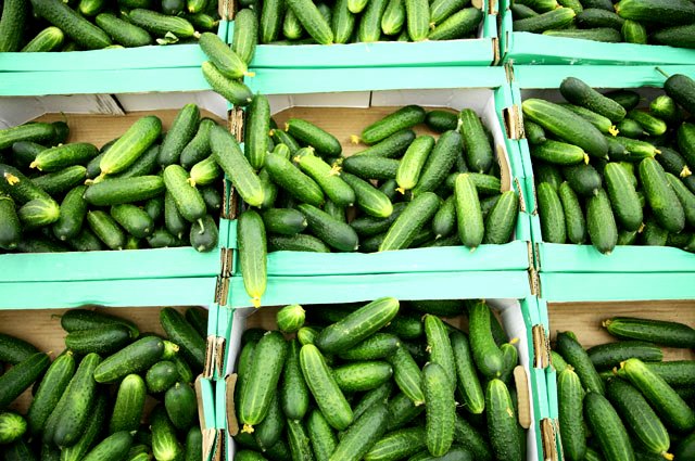 Early varieties of cucumbers: choosing the best varieties for planting