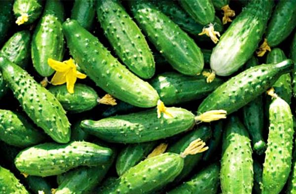 Early varieties of cucumbers: choosing the best varieties for planting