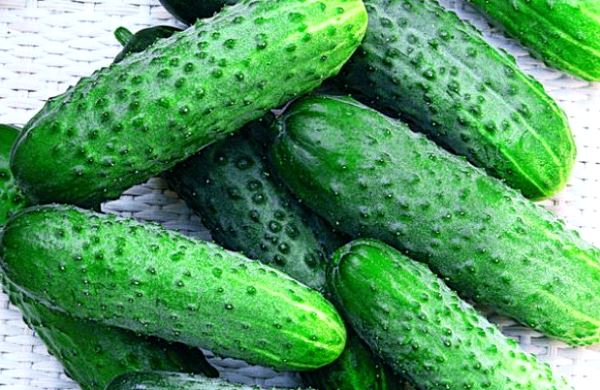 Early varieties of cucumbers: choosing the best varieties for planting