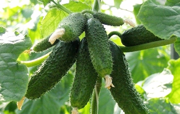 Early varieties of cucumbers: choosing the best varieties for planting