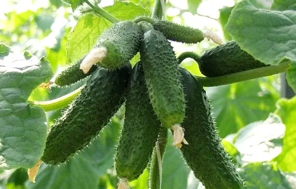 Early varieties of cucumbers: choosing the best varieties for planting