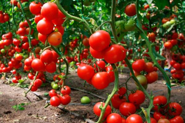 Early varieties of tomatoes