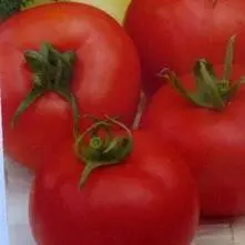 Early varieties of tomatoes