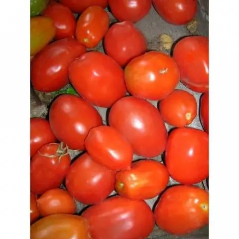 Early varieties of tomatoes