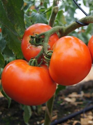 Early varieties of tomatoes