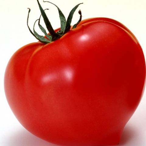 Early varieties of tomatoes