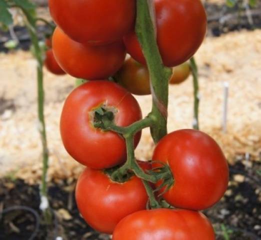 Early varieties of tomatoes