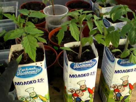 Early varieties of tomatoes