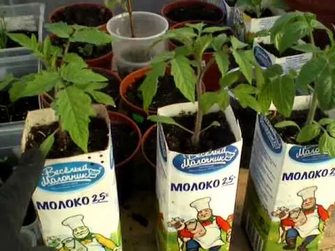 Early varieties of tomatoes