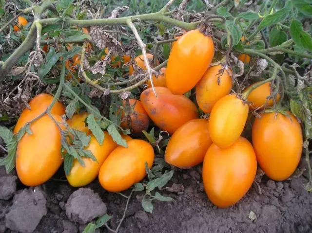 Early varieties of tomatoes