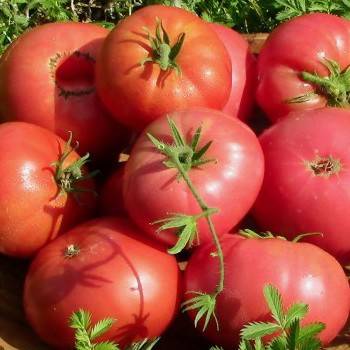 Early varieties of tomatoes