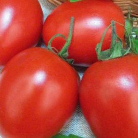 Early varieties of tomatoes